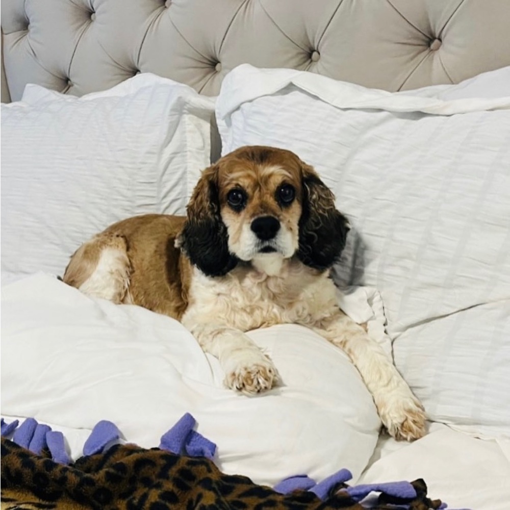 Cocker Spaniel Family - Picture 2 of 4